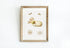 marine life varieties wall art